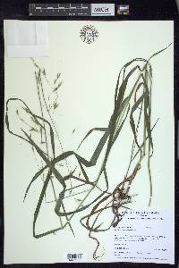 Bromus pubescens image