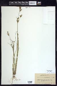 Juncus brevicaudatus image