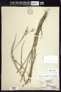 Juncus brachycephalus image