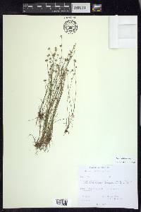 Juncus debilis image