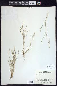 Juncus bufonius var. bufonius image