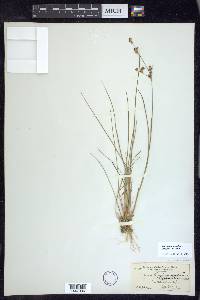 Juncus brevicaudatus image