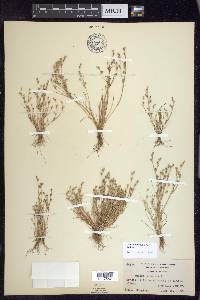 Juncus bufonius var. bufonius image