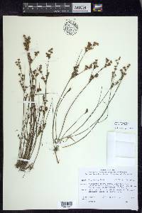 Juncus brevicaudatus image