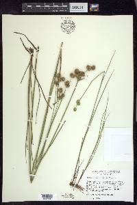 Juncus brachycarpus image