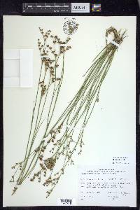 Juncus brevicaudatus image