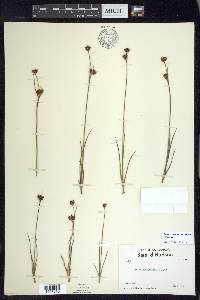 Juncus castaneus subsp. castaneus image