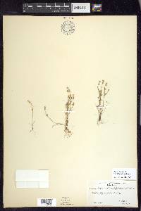 Juncus bufonius var. congestus image