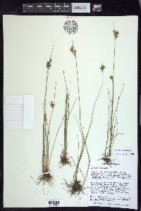 Juncus confusus image