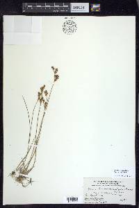 Juncus brevicaudatus image