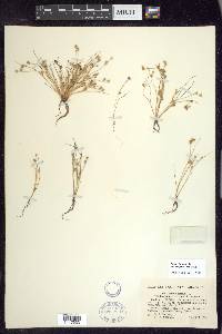 Juncus bufonius var. congestus image