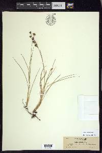 Juncus covillei image