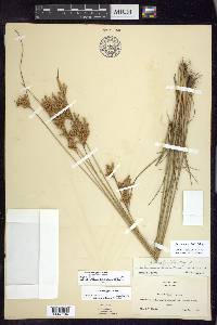 Juncus brachyphyllus image