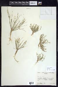 Juncus bufonius var. bufonius image