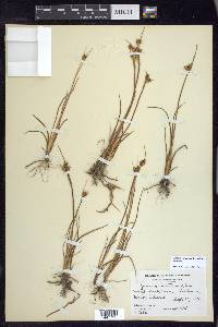 Juncus castaneus image