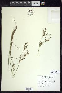 Juncus brachycephalus image