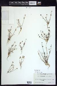 Juncus brevicaudatus image