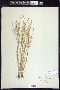 Juncus bufonius var. bufonius image