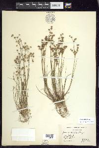 Juncus debilis image