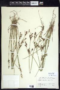 Juncus brevicaudatus image