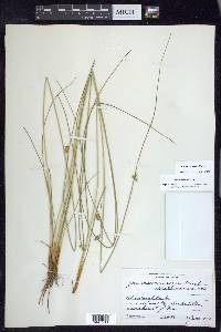 Juncus coriaceus image