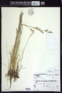 Juncus compressus image