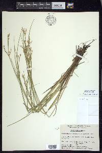 Juncus brevicaudatus image