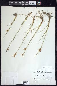 Juncus castaneus subsp. castaneus image