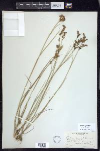 Juncus brevicaudatus image