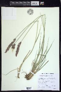 Calamagrostis purpurascens image