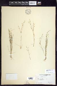 Juncus bufonius var. bufonius image