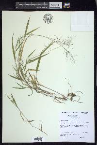 Dichanthelium acuminatum subsp. lindheimeri image