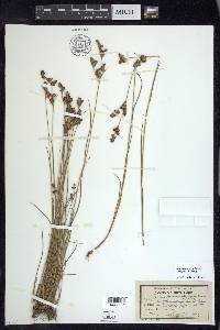 Juncus brevicaudatus image