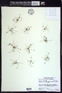 Eleocharis flavescens image