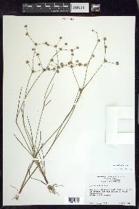 Juncus debilis image