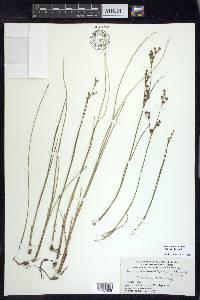 Juncus brevicaudatus image