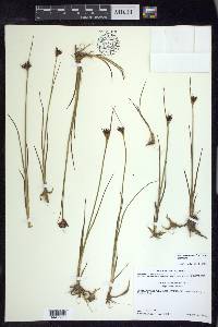 Juncus castaneus image