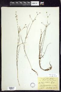 Juncus debilis image