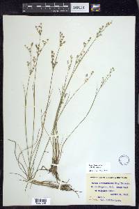 Juncus brevicaudatus image