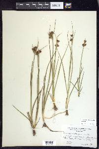 Juncus castaneus subsp. castaneus image