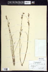 Juncus brevicaudatus image