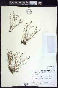 Juncus bufonius var. bufonius image