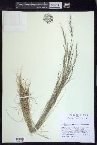 Aristida basiramea image