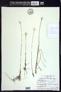 Eriophorum scheuchzeri image