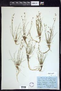 Juncus brevicaudatus image