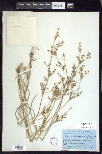 Juncus brachycephalus image