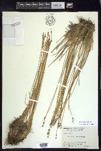 Juncus drummondii image