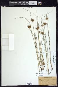 Juncus greenei image