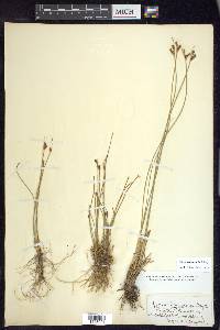 Juncus drummondii image