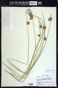 Juncus effusus subsp. effusus image